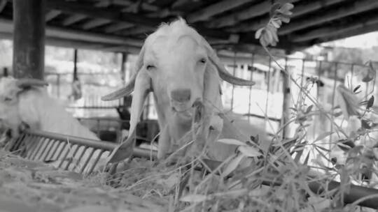 山羊吃草的黑白视频视频素材模板下载