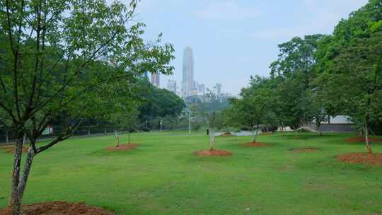 樱花树 草地 草坪 植树 种树 种植