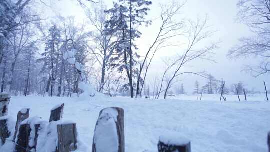 4K东北黑龙江冬季冰雪童话世界森林雪木屋