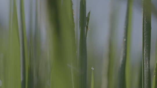 水稻稻穗视频素材模板下载