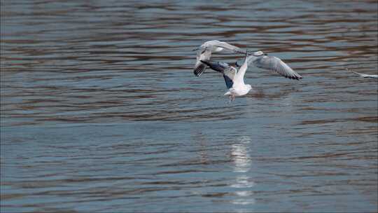 海鸥飞翔超慢动作水面上的海鸟飞翔