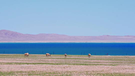西藏达则错湖边的藏羚羊群