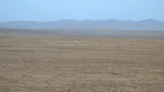 青藏高原可可西里奔跑的藏羚羊