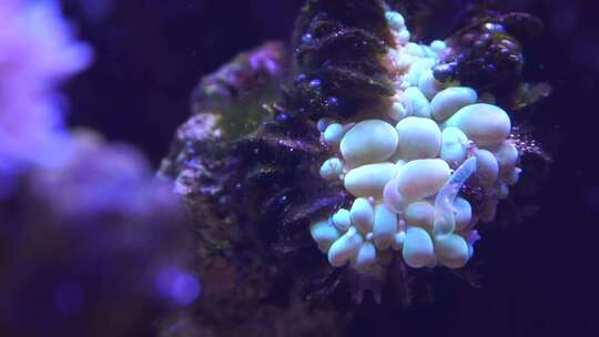 气泡珊瑚视频素材模板下载