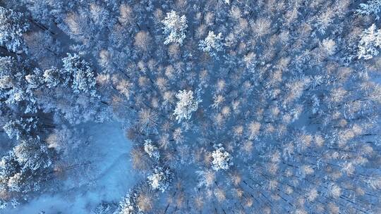 航拍雾凇树挂下雪时雪花飘落