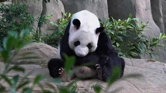 4K-胖乎乎的可爱国宝大熊猫视频素材模板下载