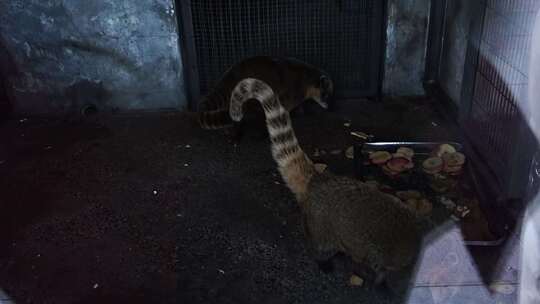 南浣熊 浣熊 熊 浣熊科 食肉目 动物 动物园