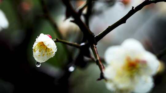 春雨中梅花花朵特写,梅花花瓣上的雨滴水珠