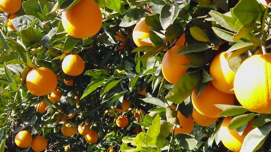 橙子种植基地