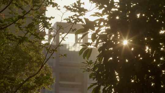 黄昏夕阳穿过树叶光斑闪烁06