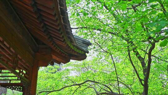 中国古建筑屋檐与绿色的树林仰拍