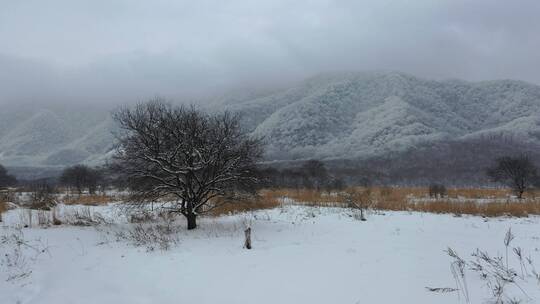 航拍湖北神农架大九湖冬季冰雪风光雪景