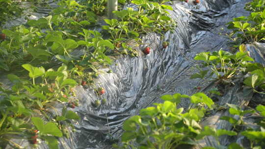 草莓 草莓地 水果