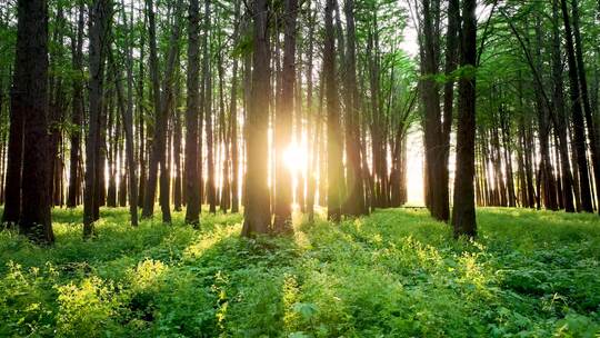 阳光穿过森林的光影和光线