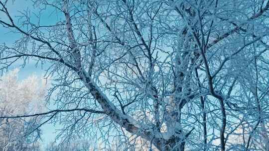 唯美冬天雪景树林雾凇下雪