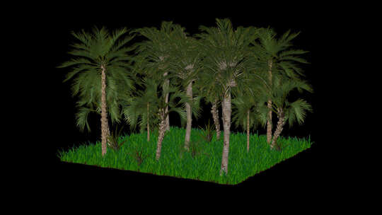 棕榈树和草的自然场景，Alpha通道，独