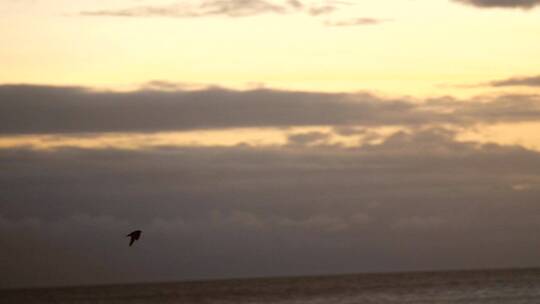 日落时分飞越海洋的鸟