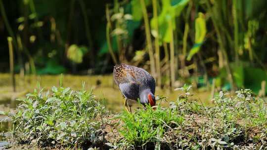 湿地董鸡 、红冠水鸟湿地觅食