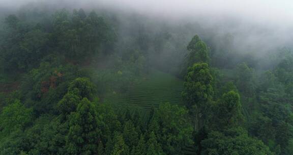 云雾山林茶田