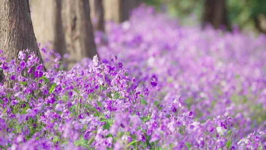 郊野公园紫色鲜花盛开