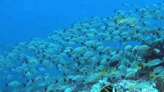 海洋生物鱼群游动