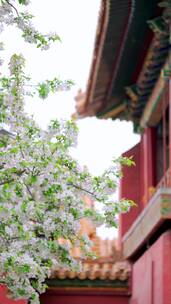 北京故宫博物院内绽放的海棠花实拍竖屏