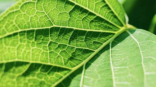 树叶绿叶叶脉微距显微镜