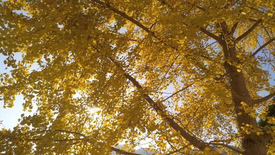 秋景秋天里的唯美黄色银杏