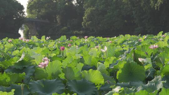 杭州西湖景区曲院风荷荷花