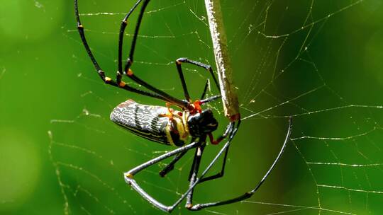 蜘蛛在织网森林的小昆虫