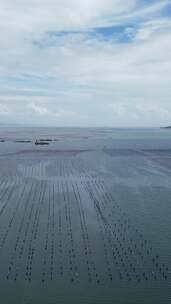 竖版视频汕头南澳岛海水养殖基地海洋牧场