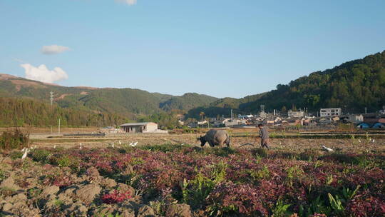 乡村农田里耕地的老牛和白鹭