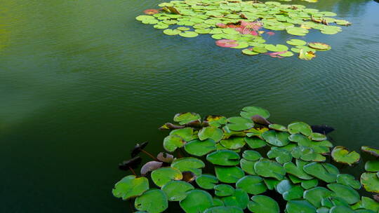 湿地公园风景莲花睡莲池塘湖景风光视频素材模板下载