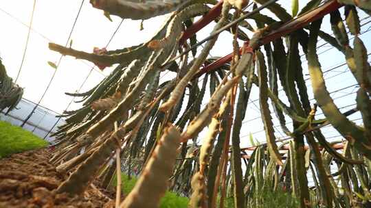 火龙果树 火龙果种植基地