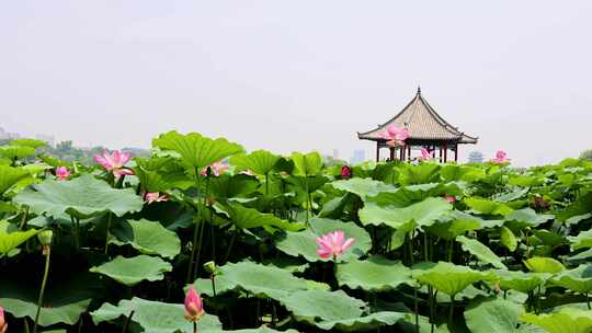 山东济南大明湖夏天荷花随风飘动