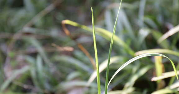 小草生长