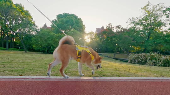 带柴犬小区里玩耍视频素材模板下载