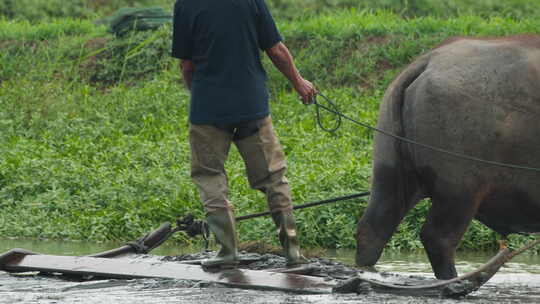 春天农村亚洲水牛耕田犁地视频素材模板下载