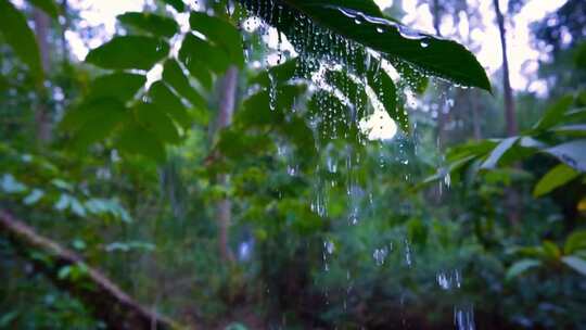 森林树叶雨滴下落景象