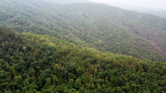 森林植被生态航拍