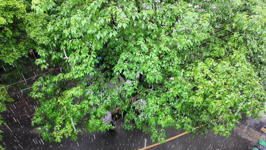 下雨树木树叶雨滴