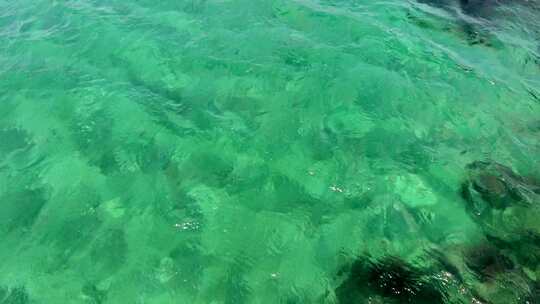 浅海底白沙上的海藻