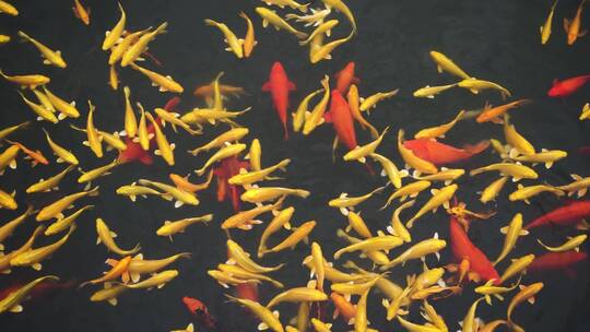 锦鲤金鱼鱼群在水面游动