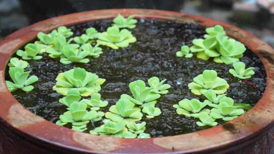 下雨天空场景水滴老房子屋檐缸里金鱼荷莲花