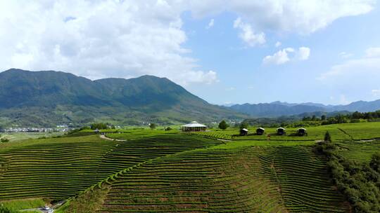 茶园茶山航拍