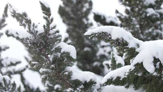 冬天下雪唯美雪景松树枝头被雪覆盖