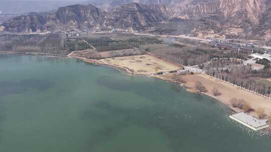 山西平陆大天鹅景区