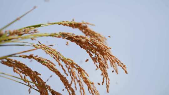 稻穗 稻子 水稻