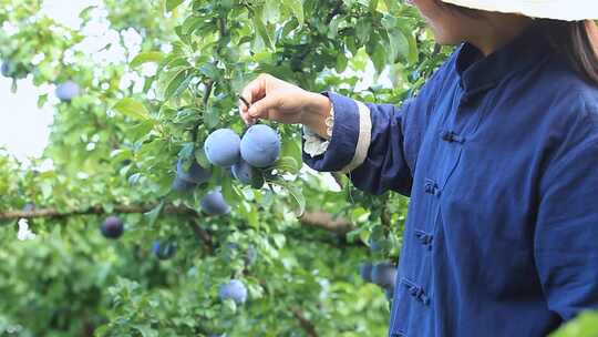 黑布林产地 黑布林李子 黑布李