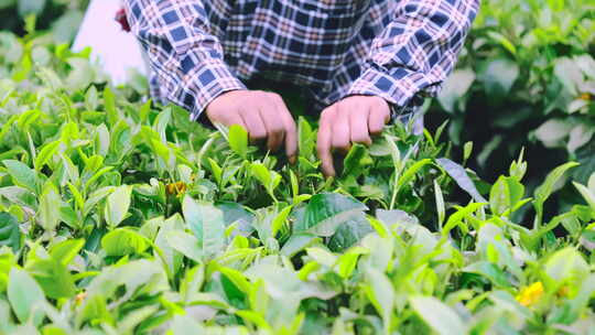 广东清远英德乡村茶园茶叶茶农采茶特写4K